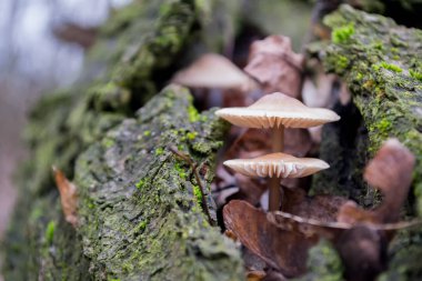 Korteks liken ve yosunlar arasında iki mantar