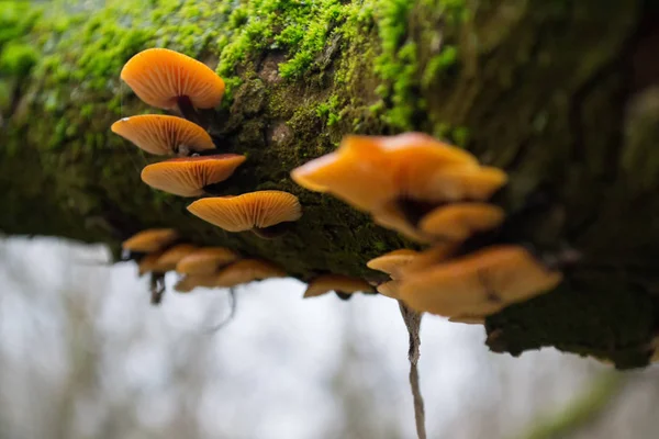 Grupo Cogumelos Laranja Brilhantes Uma Árvore Com Musgo Verde — Fotografia de Stock