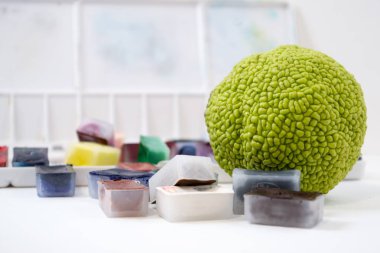 Beyaz bir arka planda beyaz bir kutu ile çok renkli sulu boya boya. Osage beyaz izole portakal (Maclura).