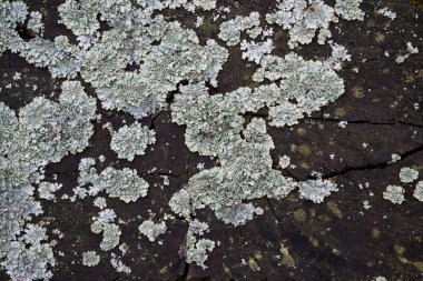 Turkuaz liken üzerinde ağaç kesme