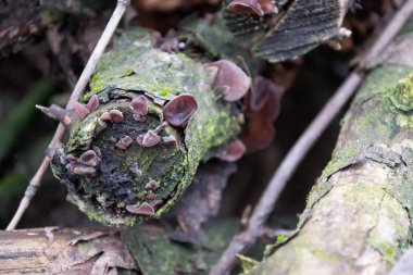 Bir ağaç üzerinde bir kabuk içinde kırmızı mantar