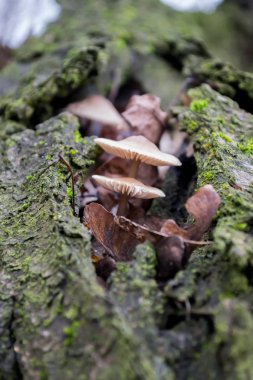 Korteks liken ve yosunlar arasında iki mantar