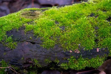 Karanlık düşmüş kök üzerinde ıslak yeşil yosun.
