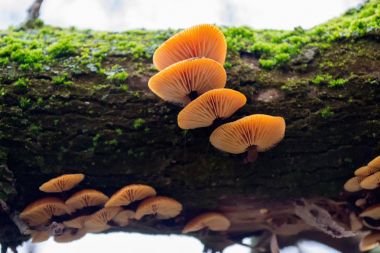 Yeşil yosun ile bir ağaç üzerinde turuncu parlak bir grup, mantar