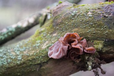 Bir ağaç üzerinde bir kabuk içinde kırmızı mantar