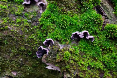 Gri, yeşil, tüylü yosun ağaçların kabuk üzerinde mor mantar
