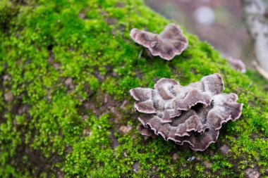 Gri, yeşil, tüylü yosun ağaçların kabuk üzerinde mor mantar
