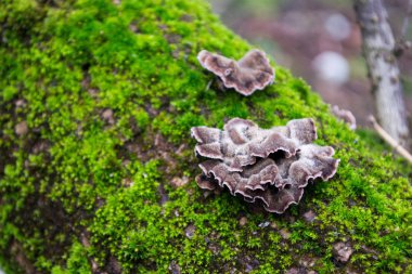 Gri, yeşil, tüylü yosun ağaçların kabuk üzerinde mor mantar