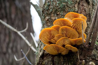 Portakal ağacı üzerinde bir kabuk içinde mantar