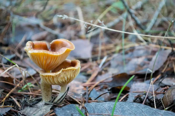 Setas Del Bosque Musgo Verde Mantillo Pino — Foto de Stock