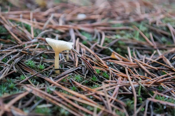 Cogumelos Floresta Musgo Verde Cobertura Pinho — Fotografia de Stock