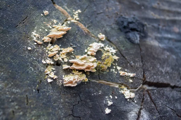 Champignons Jaunes Dans Une Écorce Sur Arbre — Photo