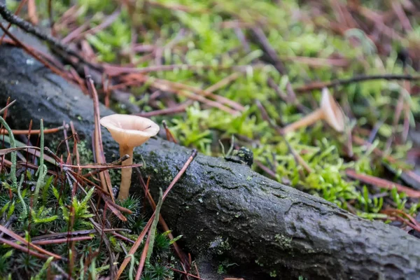 绿色苔藓和松树覆盖的森林蘑菇 — 图库照片