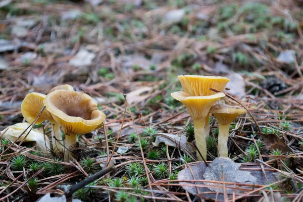 Cogumelos Floresta Musgo Verde Cobertura Pinho — Fotografia de Stock