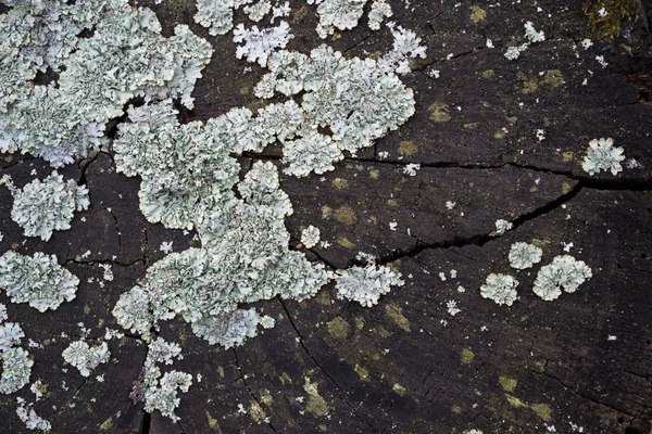 Lichens Turquoise Sur Coupe Arbre — Photo