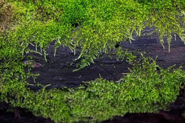 Mokrý Zelený Mech Tmavé Padlý Kmen — Stock fotografie