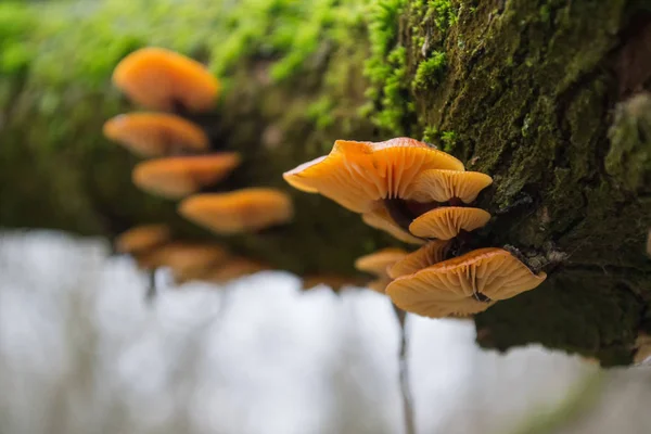Grupo Cogumelos Laranja Brilhantes Uma Árvore Com Musgo Verde — Fotografia de Stock