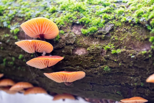 Grupo Cogumelos Laranja Brilhantes Uma Árvore Com Musgo Verde — Fotografia de Stock
