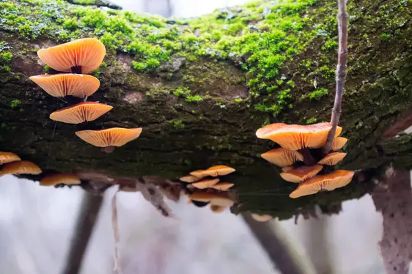 Группа Ярких Оранжевых Грибов Дереве Зеленым Мхом — стоковое фото