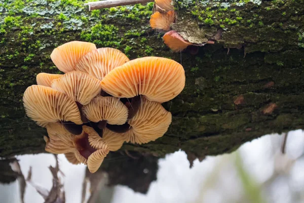 Eine Gruppe Heller Orangefarbener Pilze Auf Einem Baum Mit Grünem — Stockfoto