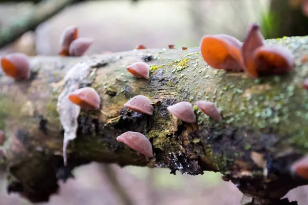 Cogumelos Vermelhos Latido Uma Árvore — Fotografia de Stock