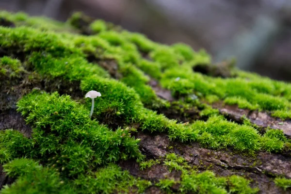 Белый Грибок Коре Дерева Среди Зеленого Яркого Пушистого Мха — стоковое фото