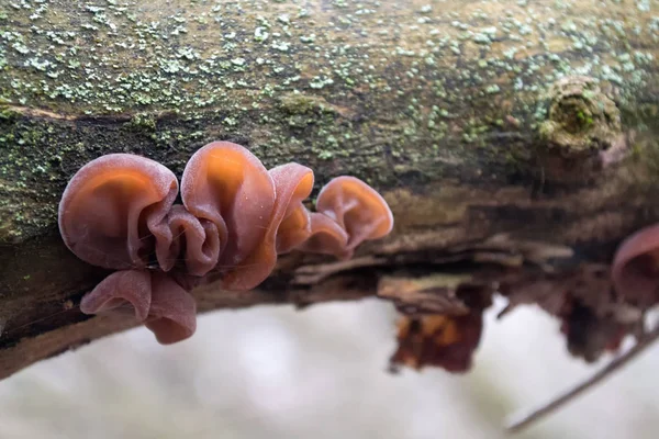Cogumelos Vermelhos Latido Uma Árvore — Fotografia de Stock