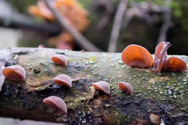 Cogumelos Vermelhos Latido Uma Árvore — Fotografia de Stock