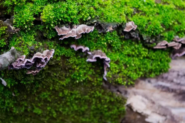 Gray Paarse Paddenstoelen Schors Van Bomen Van Groene Harige Mos — Stockfoto