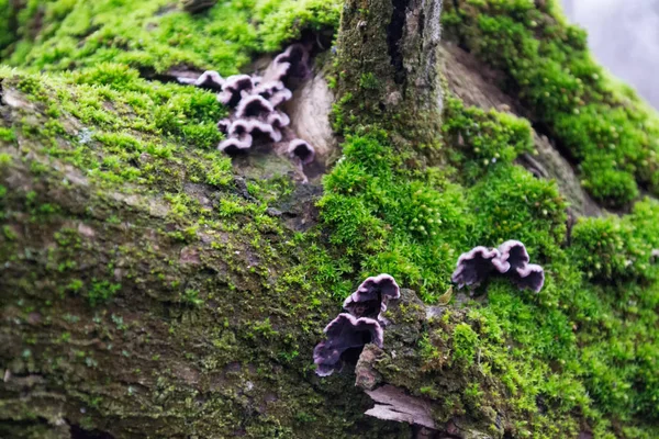 Champignons Gris Violets Sur Écorce Des Arbres Mousse Verte Poilue — Photo