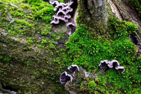 Champignons Gris Violets Sur Écorce Des Arbres Mousse Verte Poilue — Photo