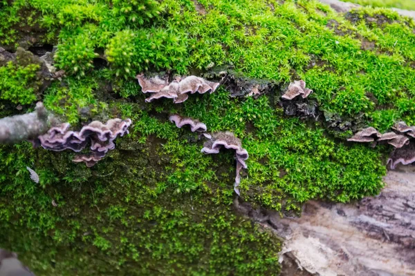 Gray Paarse Paddenstoelen Schors Van Bomen Van Groene Harige Mos — Stockfoto