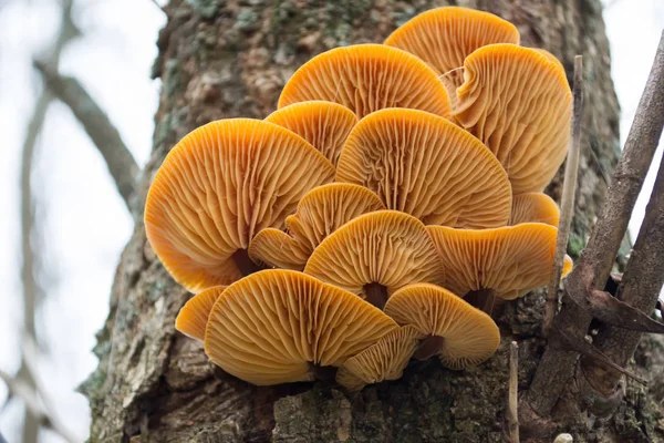 Cogumelos Cor Laranja Latido Uma Árvore — Fotografia de Stock