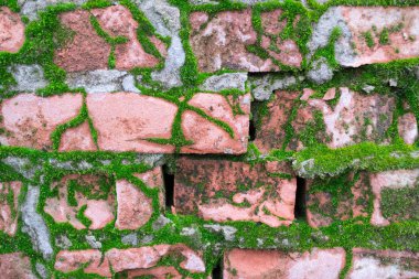 Arka plan dokusu ile yeşil yosun kaplı bir eski, kırmızı tuğla.