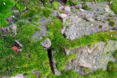 Yosun ve düşen yapraklar ile kaplı eski, kırmızı tuğla duvar.