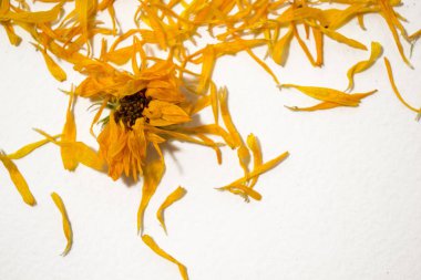 Kuru Çiçekler beyaz bir arka plan üzerinde calendulaed. Üstten Görünüm. Calendula officinalis. Çerçeve çiçek. Turuncu yaprakları.