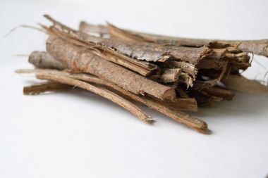 Beyaz bir arka plan üzerinde meşe kabuğu kuru. Quercus korteks. Quercus robur.