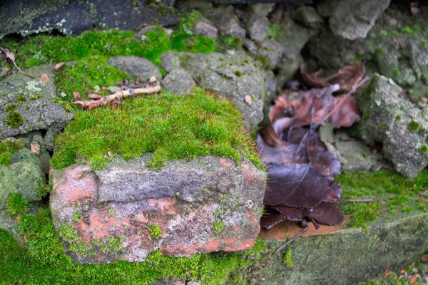 Старая Красная Кирпичная Стена Покрытая Мхом Опавшими Листьями — стоковое фото