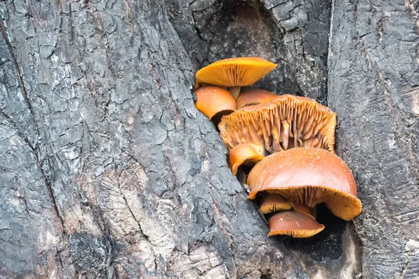 Cogumelos Cor Laranja Latido Uma Árvore — Fotografia de Stock