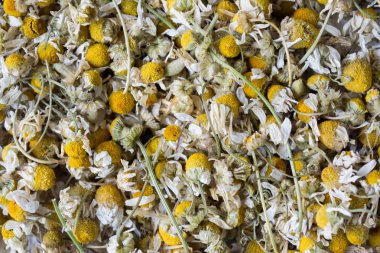 Kuru papatya arka plan. Matricaria chamomilla.