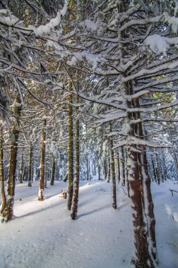 Karpat Dağları karla kaplı yeşil ormanda