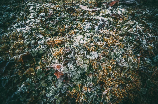 Getrocknete Und Grüne Blätter Der Kalten Herbstzeit — Stockfoto