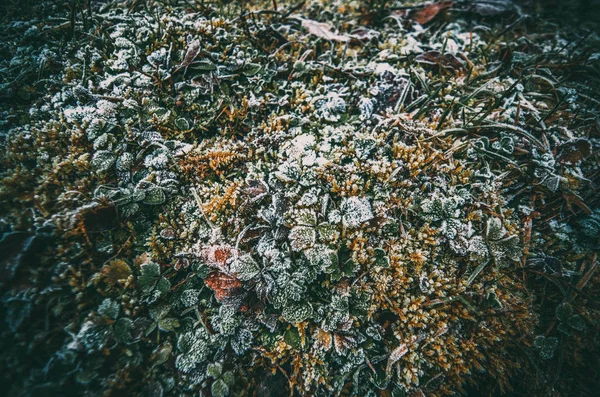 Feuilles Sèches Vertes Pendant Froide Saison Automne — Photo