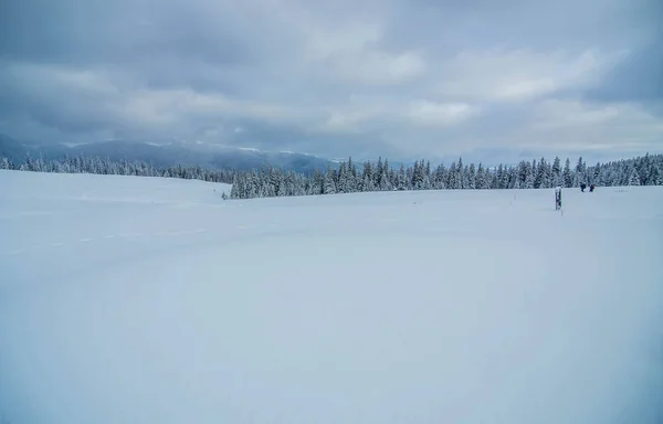 Bomen Sneeuw Winter Bergen Karpaten — Stockfoto