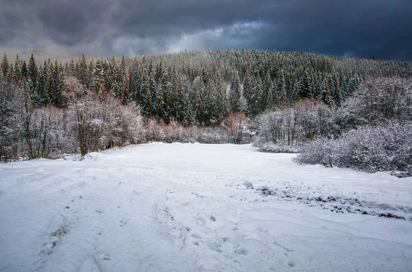 Weg Het Besneeuwde Forest Karpaten Winter — Stockfoto