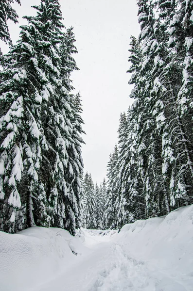 Weg Het Besneeuwde Forest Karpaten Winter — Stockfoto