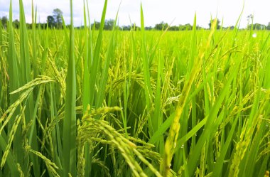 Yağmurdan sonra Tayland 'daki pirinç tarlasında gün batımı Yaklaş 02