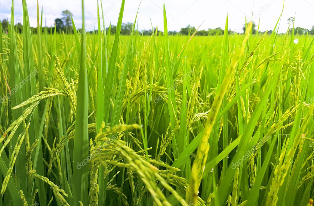 Sunset on Rice field at Thailand after the Rain Close Up 02