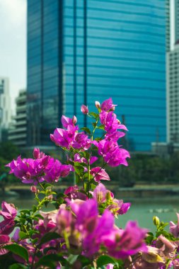 Parkta mor çiçekler ve Arka planda mavi bina