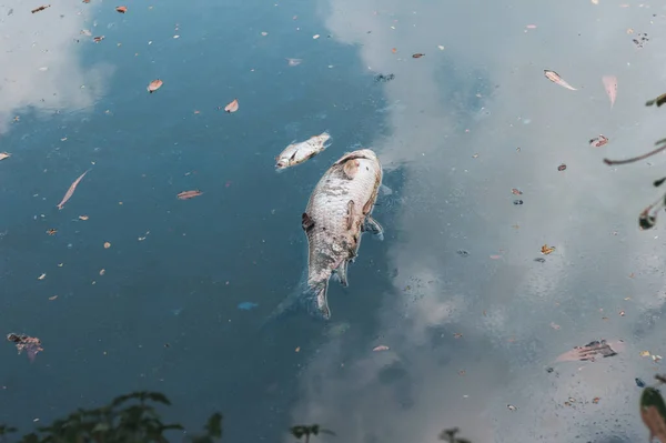 White Fish Dead Rotten Water — Stock Photo, Image